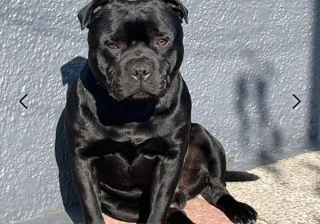 Stud