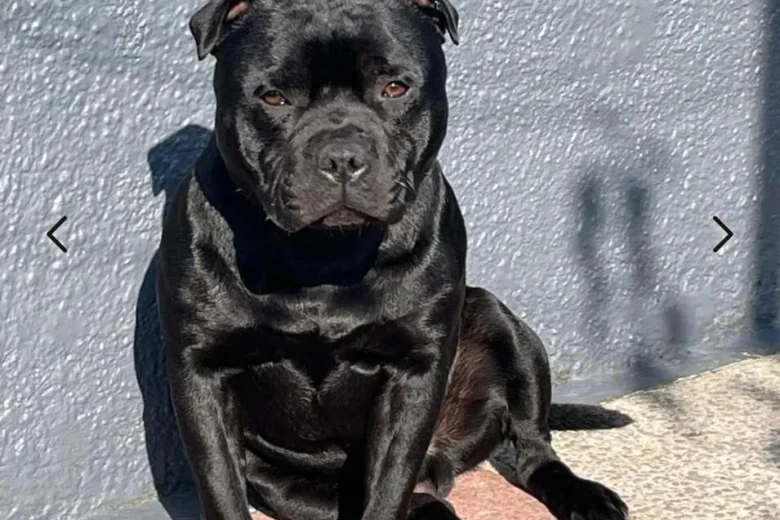 Staffordshire Bull Terrier