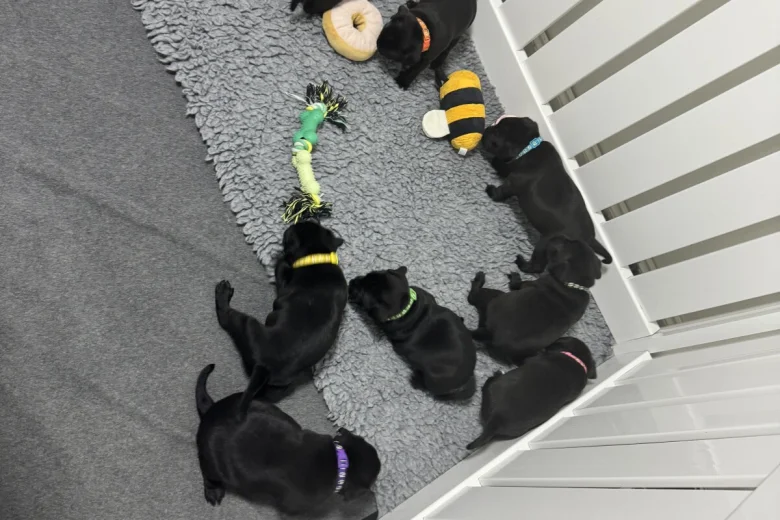 Staffordshire Bull Terrier