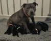 Staffordshire Bull Terrier