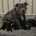 Staffordshire Bull Terrier