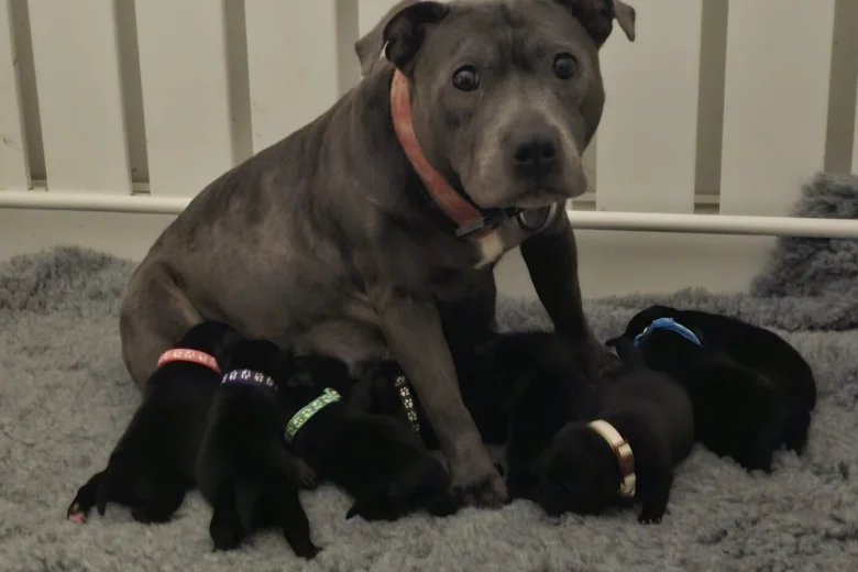 Staffordshire Bull Terrier
