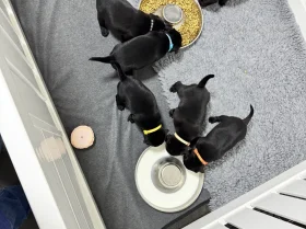 Staffordshire Bull Terrier