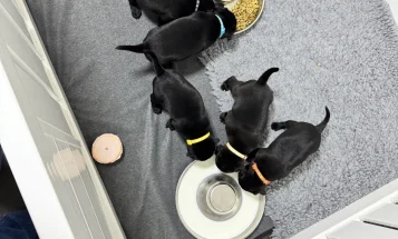 Staffordshire Bull Terrier