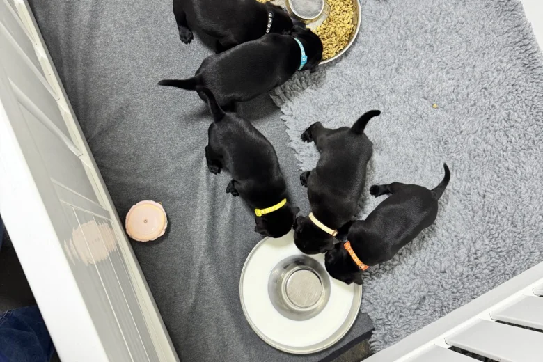 Staffordshire Bull Terrier