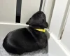 Staffordshire Bull Terrier