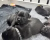Staffordshire Bull Terrier