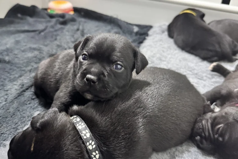 Staffordshire Bull Terrier