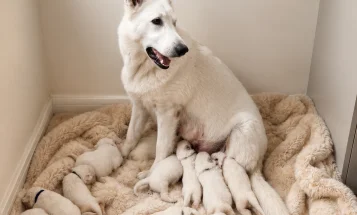 White Swiss Shepherd Dog
