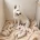 White Swiss Shepherd Dog