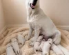 White Swiss Shepherd Dog