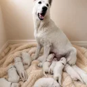White Swiss Shepherd Dog