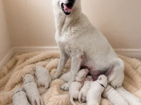 White Swiss Shepherd Dog