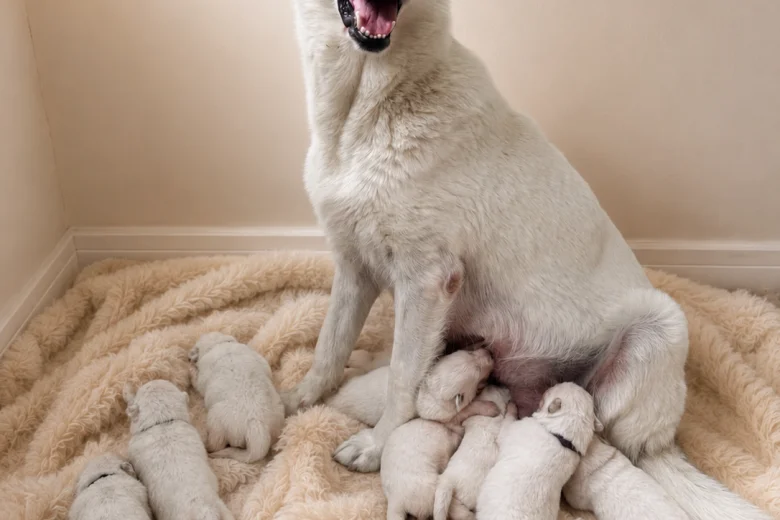 White Swiss Shepherd Dog
