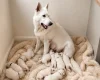 White Swiss Shepherd Dog