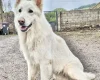 White Swiss Shepherd Dog