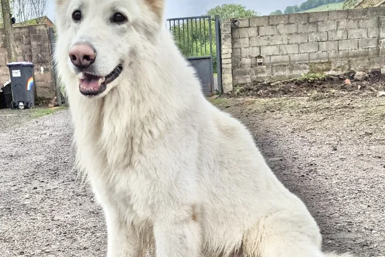 White Swiss Shepherd Dog
