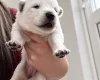 White Swiss Shepherd Dog