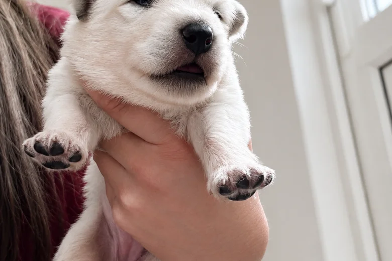 White Swiss Shepherd Dog