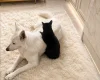White Swiss Shepherd Dog