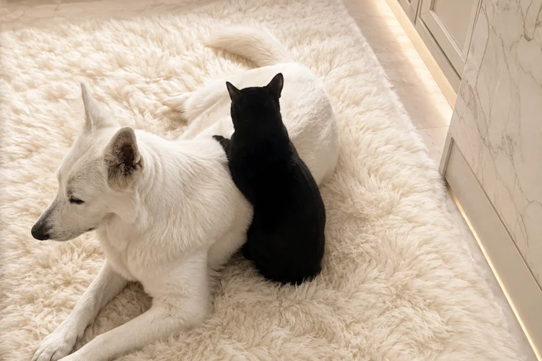 White Swiss Shepherd Dog
