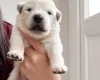 White Swiss Shepherd Dog