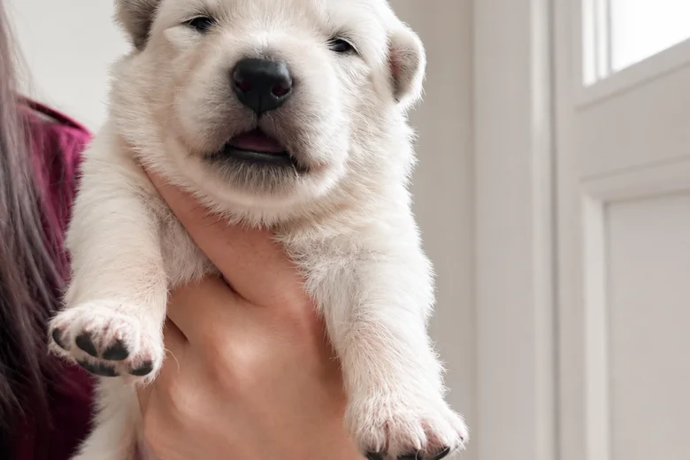 White Swiss Shepherd Dog