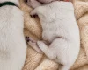 White Swiss Shepherd Dog