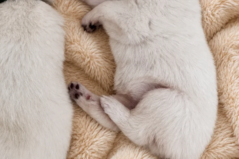 White Swiss Shepherd Dog