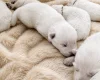 White Swiss Shepherd Dog