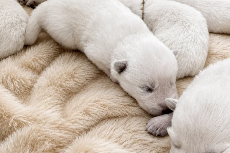 White Swiss Shepherd Dog