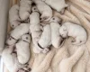 White Swiss Shepherd Dog