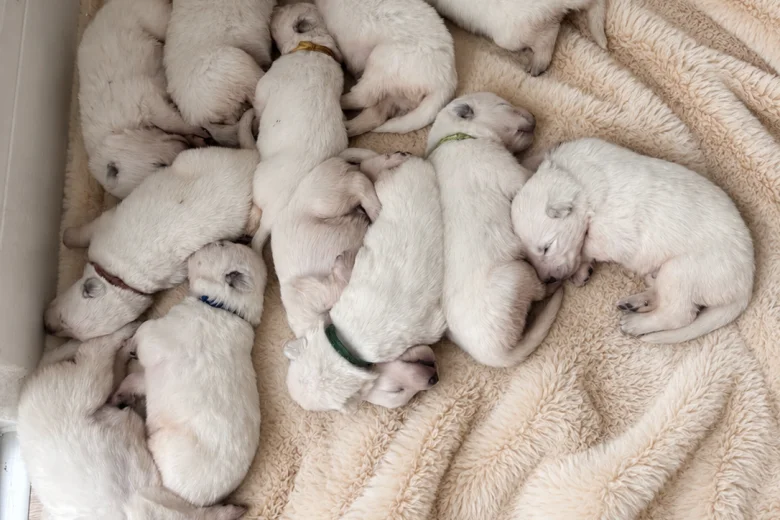 White Swiss Shepherd Dog