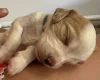Cocker Spaniel (Working)
