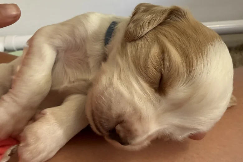 Cocker Spaniel (Working)