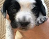 Cocker Spaniel (Working)