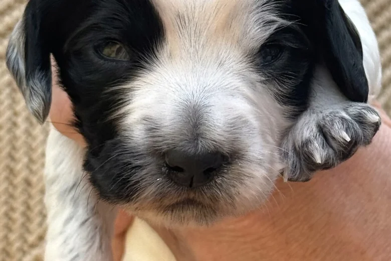 Cocker Spaniel (Working)