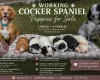 Cocker Spaniel (Working)