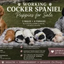 Cocker Spaniel (Working)