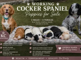 Cocker Spaniel (Working)