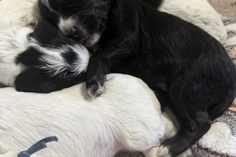 Cocker Spaniel (Working)