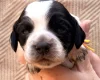 Cocker Spaniel (Working)