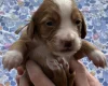 Cocker Spaniel (Working)