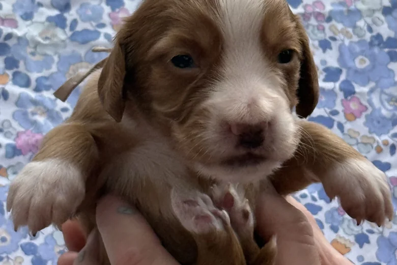 Cocker Spaniel (Working)