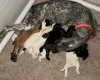 Cocker Spaniel (Working)