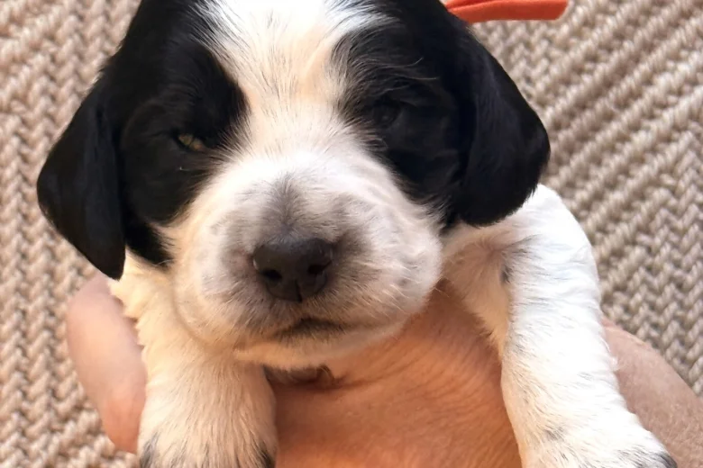 Cocker Spaniel (Working)