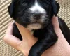 Cocker Spaniel (Working)