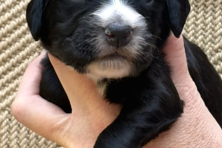Cocker Spaniel (Working)
