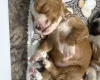 Cocker Spaniel (Working)