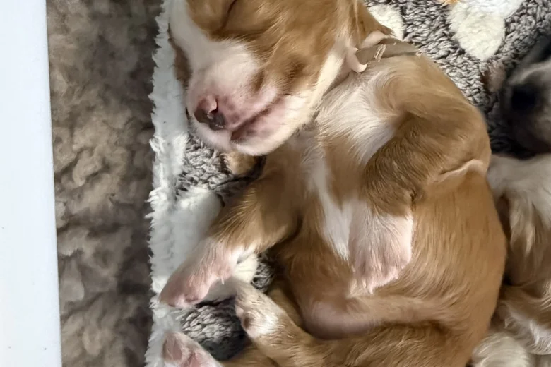 Cocker Spaniel (Working)